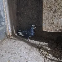 300|پرنده|اردکان, |دیوار