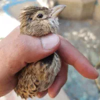 قناری خاکی|پرنده|سیرجان, |دیوار