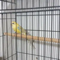 ماده طوطی آوازه خوان