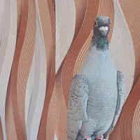 کبوتر هوایی|پرنده|سیدان, |دیوار