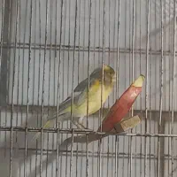 قناری جمله|پرنده|بندر ماهشهر, |دیوار