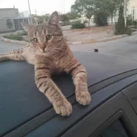 گربه پیدا شده