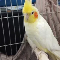 عروس هلندی ماده