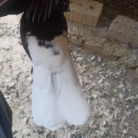 دوتا دم سفید ماده|پرنده|شیراز, داریون|دیوار