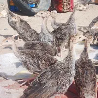 جوجه بقلومو