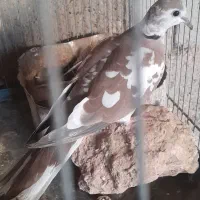 کبوتر سوسکی سیاه