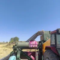 گندم بذری پیشگام|گل و گیاه طبیعی|زنجانرود, |دیوار