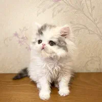 عروسک کوچولو دختر خانم