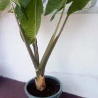 گل بابا آدم