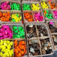 جوجه مرغ و خروس یک روزه|حیوانات مزرعه|اهواز, شریعتی جنوبی|دیوار