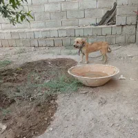 پاکوتا