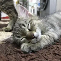 واگذاری بچه گربه dsh