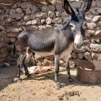 الاغ نر فروش فوری