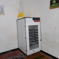 دستگاه جوجه کشی هدایت کرایه میخوابونم