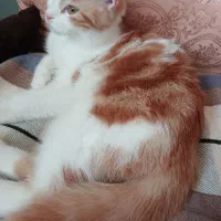 گربه پرشین میکس