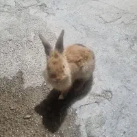 خرگوش