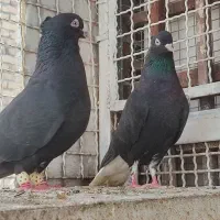 زاغ دم سفید چشم نوک سفید