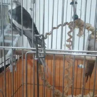 فروش ۲ عدد نر و ماده عروس هلندی باقفس بزرگ|پرنده|تهران, کوی نصر مهرآباد|دیوار