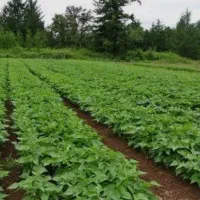 استخدام برای آبیاری در  مزرعه لوبیا در صایین قلعه