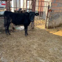 فروش تعدادبیست راس دورگ گیل|حیوانات مزرعه|جوادآباد, |دیوار