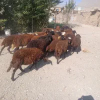 بره نر و ماده داشتی|حیوانات مزرعه|زالیان, |دیوار