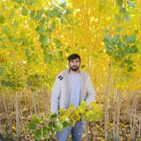 نهال صنوبر و کبوده یک سال تا پنج سال