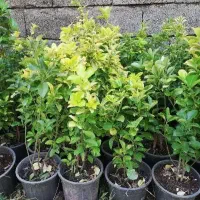 شمشاد طلایی|گل و گیاه طبیعی|کلاچای, |دیوار
