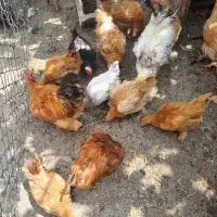 مرغ و خروس برهما|حیوانات مزرعه|شیراز, گچی|دیوار