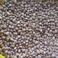 لوبیا چیتی مدل ارتشی (لرستان)قیمت 325