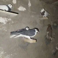 جوانه کفتر