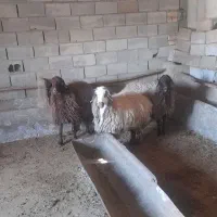 ۳ راس میش آبستن سنگین