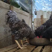 ویاندوت سیلور|حیوانات مزرعه|قائمشهر, |دیوار