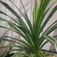 گل بزرگ پاندانوس