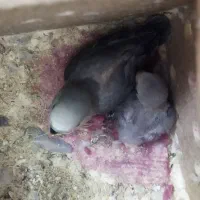 جفت کوتوله مارال خوش ذات