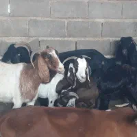 گله بز نجدی افغانی ومحلی ۴۰ راس نزدیکزا همه روهم|حیوانات مزرعه|بندر ماهشهر, |دیوار