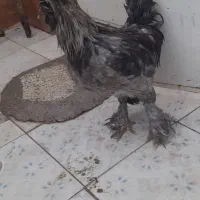 خروس...|حیوانات مزرعه|بندر ماهشهر, |دیوار