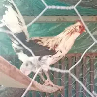 مرغ وخروس گلین