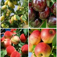 نهال و درخت میوه با کیفیت بدون واسطه از نهالستان