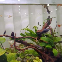 گیاه و ماهی تترا بلک