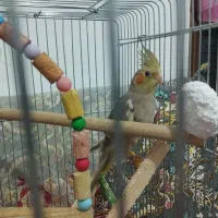 عروس هلندی سه ماهه آهویی