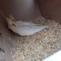 جوجه عروس سرلاکی