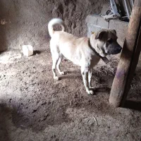 واگذاری سگ نرو ماده