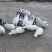 کفتر|پرنده|تهران, گلستان (شهرک راه آهن)|دیوار