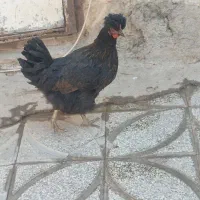 مرغ کاکولی سیاه|حیوانات مزرعه|رباط‌کریم, رباط‌کریم|دیوار