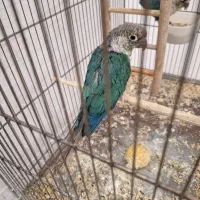 گرنچیگ|پرنده|زاهدان, |دیوار