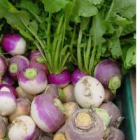 شلغم درجه یک