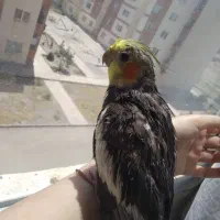 گم‌شده  عروس هلندی