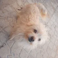 یک جفت سگ شیتزو|سگ|فیروزآباد (فارس), |دیوار