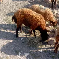 فروشی|حیوانات مزرعه|صفی آباد, |دیوار