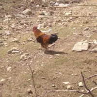 خروس|حیوانات مزرعه|سیلاخور, |دیوار